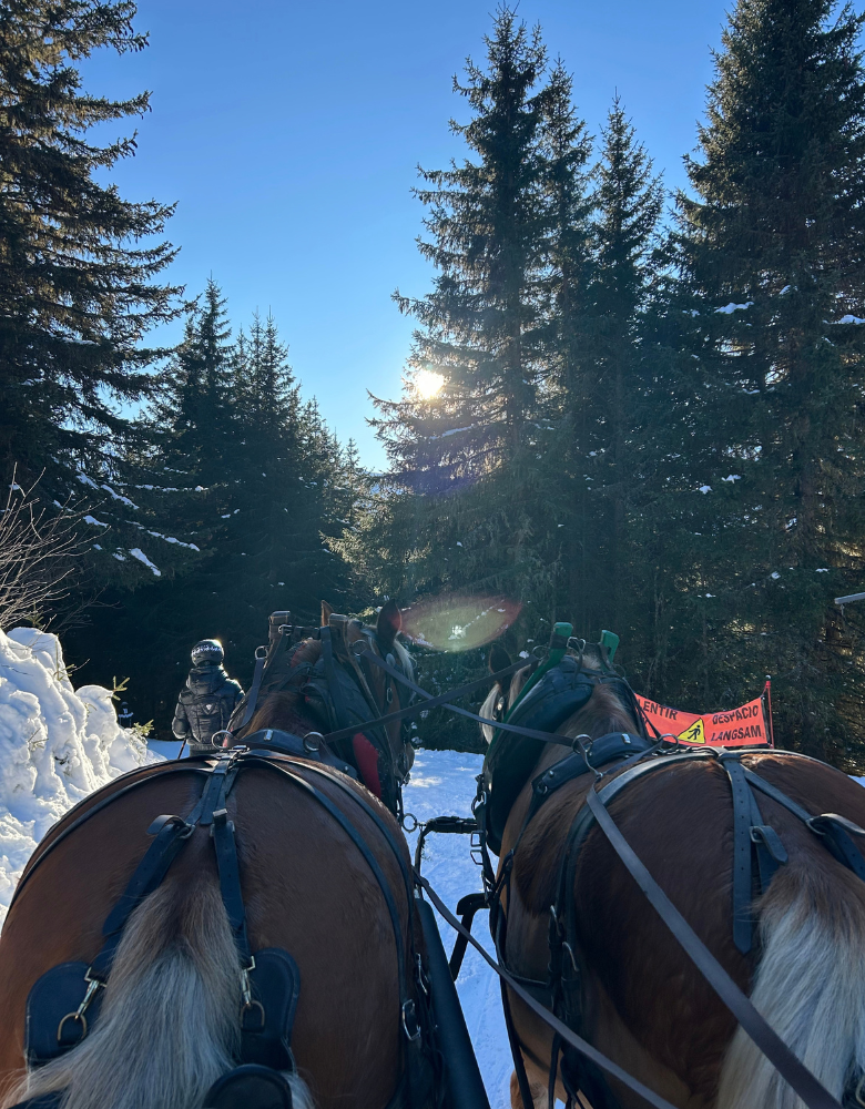 horses Horses